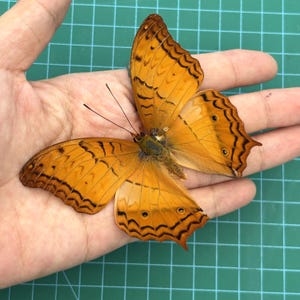 2 Orange Butterfly Open Wings Taxidermy Spread Butterfly Taxadermy Insect for Entomology Display,Study, Décor, Earring Arts image 5