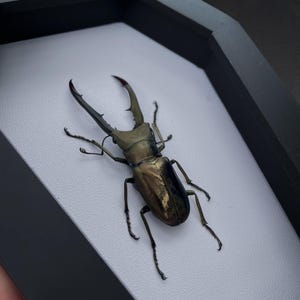 May include: A preserved stag beetle with a metallic bronze and black exoskeleton, featuring large, curved, serrated mandibles. The insect is mounted on a white background inside a black, coffin-shaped frame with a smooth, matte finish.