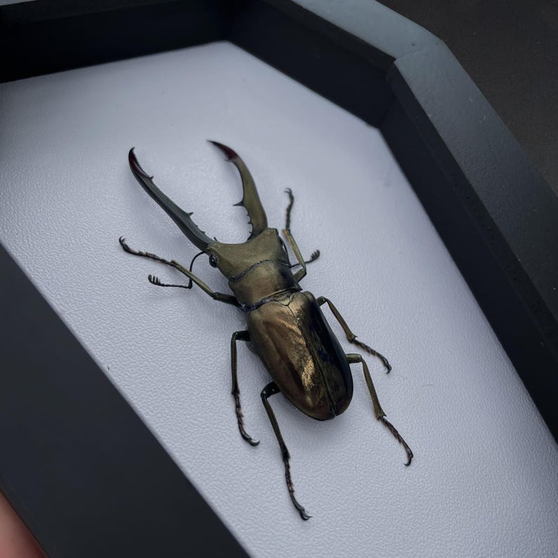 May include: A preserved stag beetle with a metallic bronze and black exoskeleton, featuring large, curved, serrated mandibles. The insect is mounted on a white background inside a black, coffin-shaped frame with a smooth, matte finish.