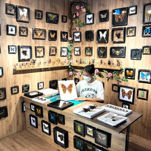 May include: A workspace featuring numerous framed insect and butterfly specimens mounted on a wood-paneled wall. A person wearing a white t-shirt with the word FREEDOM sits at a desk, holding a paper illustration of a large brown moth specimen.