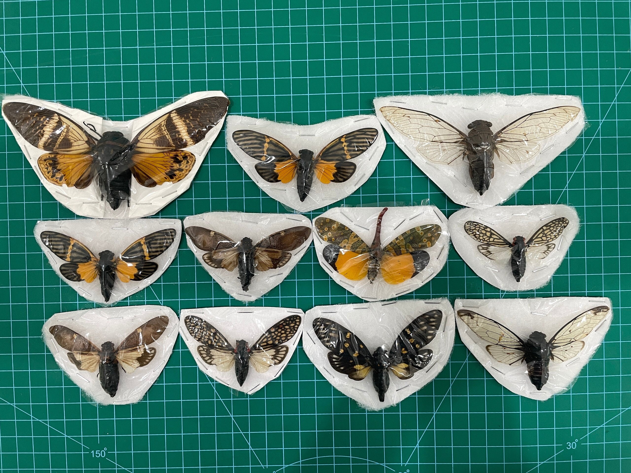 7 Real Cicadas Cicadoidea Beetles Assorted Insect Bug butterfly Taxidermy-Preserved Bug-Dried Ethical Cicada-Oddity Curiosities Taxadermy