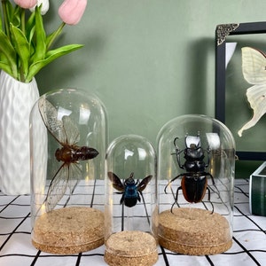 Real Walking Leaf Insect Beetle Taxidermy Glass Dome Jar Display Dried Bug Butterfly Taxadermy Oddities Curiosities Gothic Christmas Decor image 5