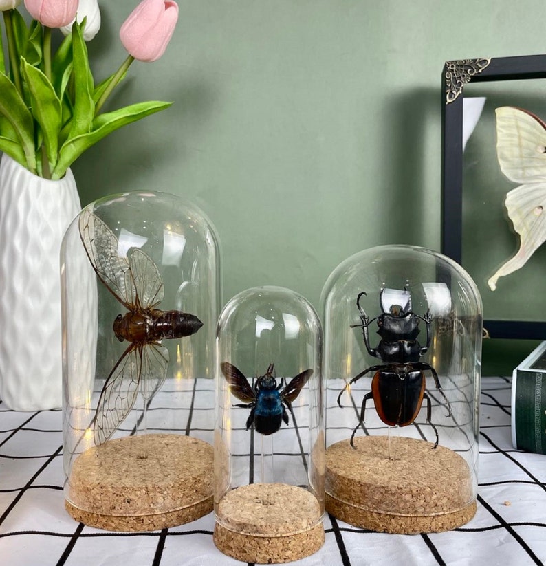 Real Walking Leaf Insect Beetle Taxidermy Glass Dome Jar Display Dried Bug Butterfly Taxadermy Oddities Curiosities Gothic Christmas Decor image 5