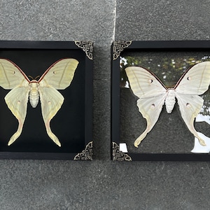 以下が含まれることがあります： 黒いフレームと装飾的な金色の角を持つ、白い月蛾が2匹、額装されています。蛾は黒い背景に飾られています。