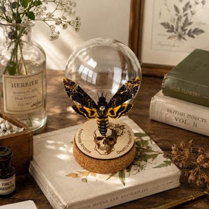 May include: A Death's Head moth specimen displayed inside a clear glass dome on a circular cork base. The base features a laser-engraved skull illustration with the text Acherontia Atropos and Death's Head Moth. The moth has black and yellow wings.