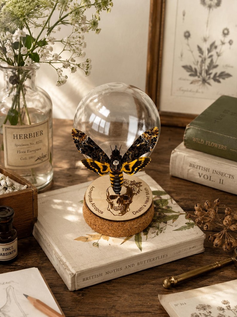 May include: A Death's Head moth specimen displayed inside a clear glass dome on a circular cork base. The base features a laser-engraved skull illustration with the text Acherontia Atropos and Death's Head Moth. The moth has black and yellow wings.