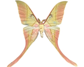 1 Real Pink Luna Moon Moth Taxidermy Open Folded Wings Insect Entomology Mounted Insect Taxidermy Oddity Taxadermy Frame Making