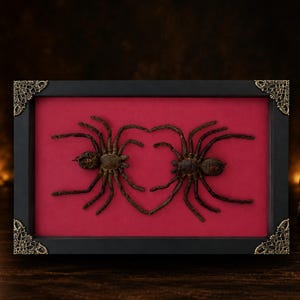 May include: A rectangular black frame with ornate metal corner accents containing two dark brown spiders mounted on a vibrant red background. The spiders are positioned so that their inner legs touch to form a heart shape within the display case.
