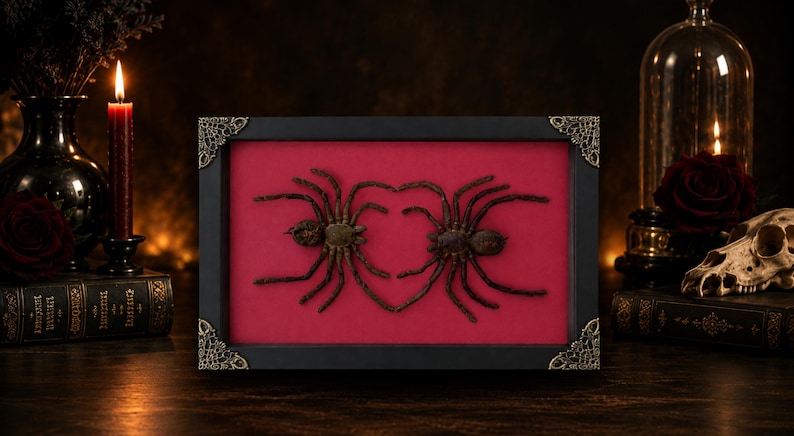 May include: A rectangular black frame with ornate metal corner accents containing two dark brown spiders mounted on a vibrant red background. The spiders are positioned so that their inner legs touch to form a heart shape within the display case.