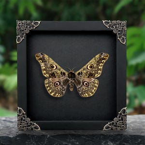 May include: A preserved moth with brown, tan, and black patterned wings featuring prominent circular eyespots, displayed inside a square black frame. The frame has ornate metallic corner accents with intricate scrollwork detailing.