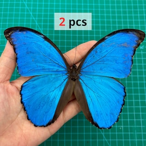 Morpho Didius - Etsy