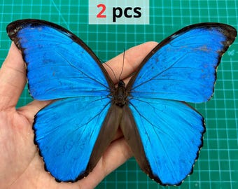 Puede incluir: Dos especímenes de mariposa Morpho de color azul brillante con bordes de alas y cuerpos de color marrón oscuro. Las alas presentan un color azul iridiscente vibrante con venas negras finas y bordes oscuros. El texto 2 pcs es visible.