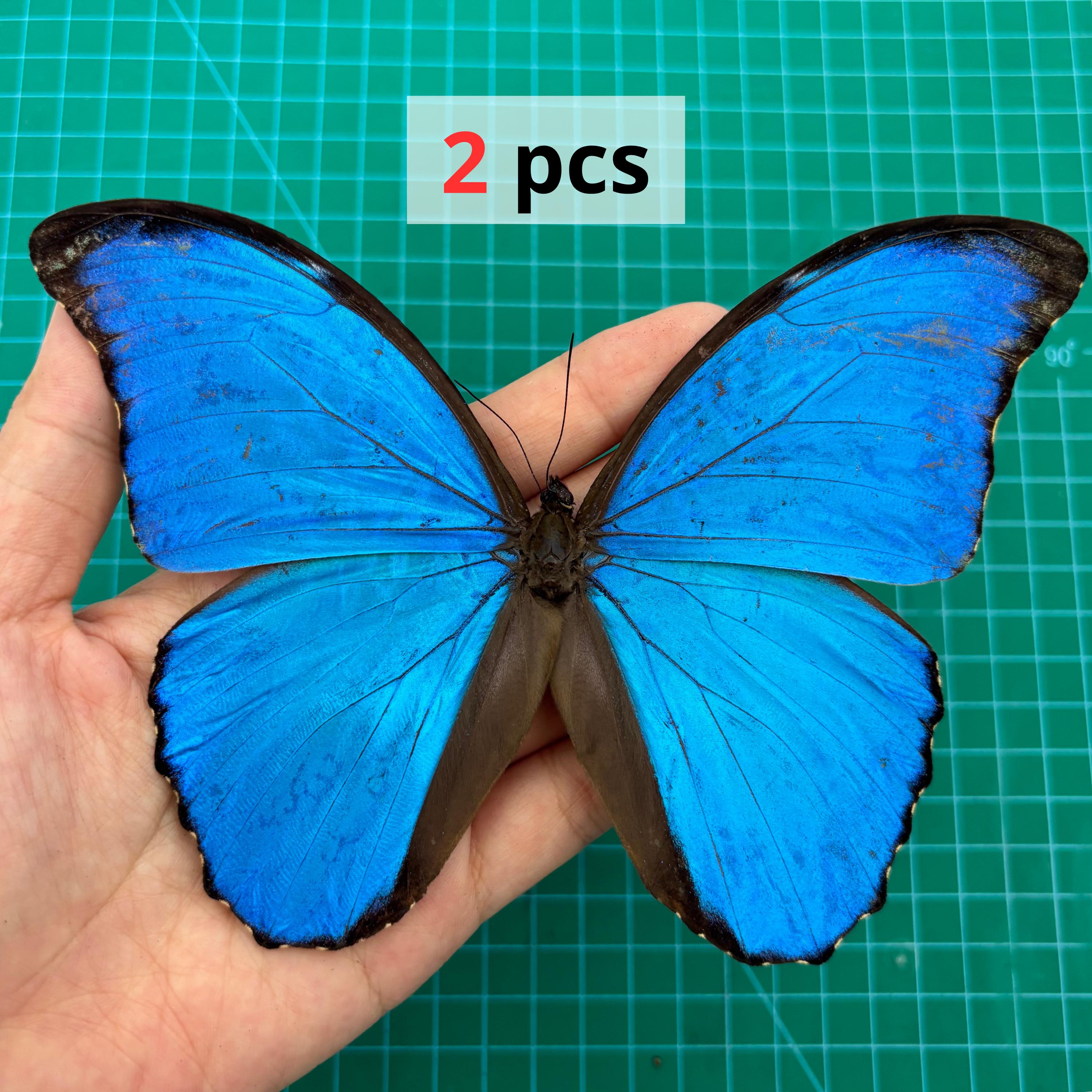 Morpho Didius - Etsy