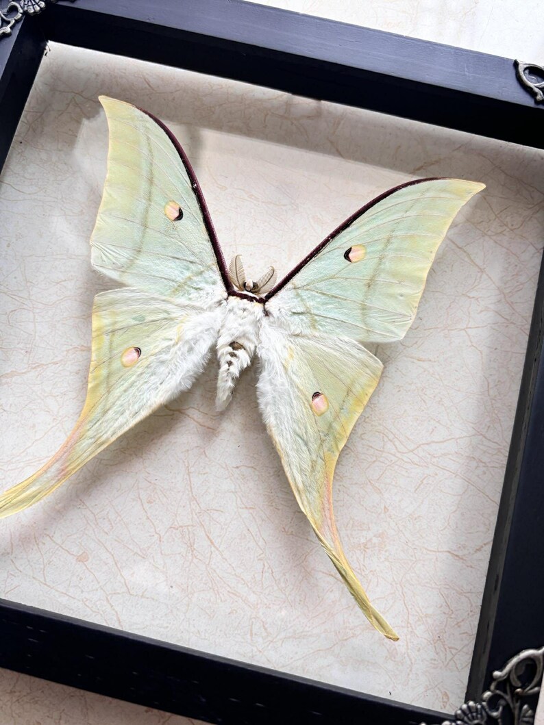 Real Framed Green Moon Moth Shadow Box Luna Moth Specimen Butterfly ...