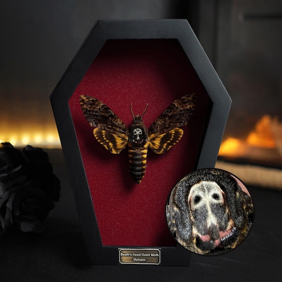 Real Death Head Moth Acherontia Coffin Frame, Black Gothic Hanging Decor, Skull Moth Christmas Coffin Gift, Dark Gothic Wall Decor