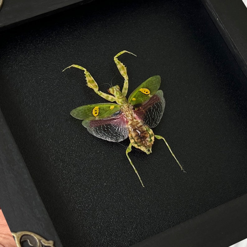 Reading Room Decor Framed Mantis Creobroter & Blue Bee Minimal Tabletop Decor Shelf Decor Accents Natural Aesthetic Home Decoration image 3