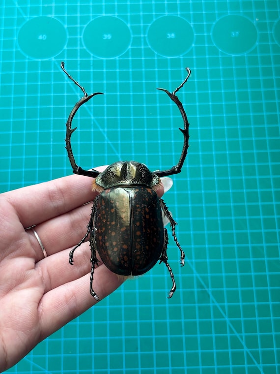 1 Cheirotonus Long Arm Beetle 5