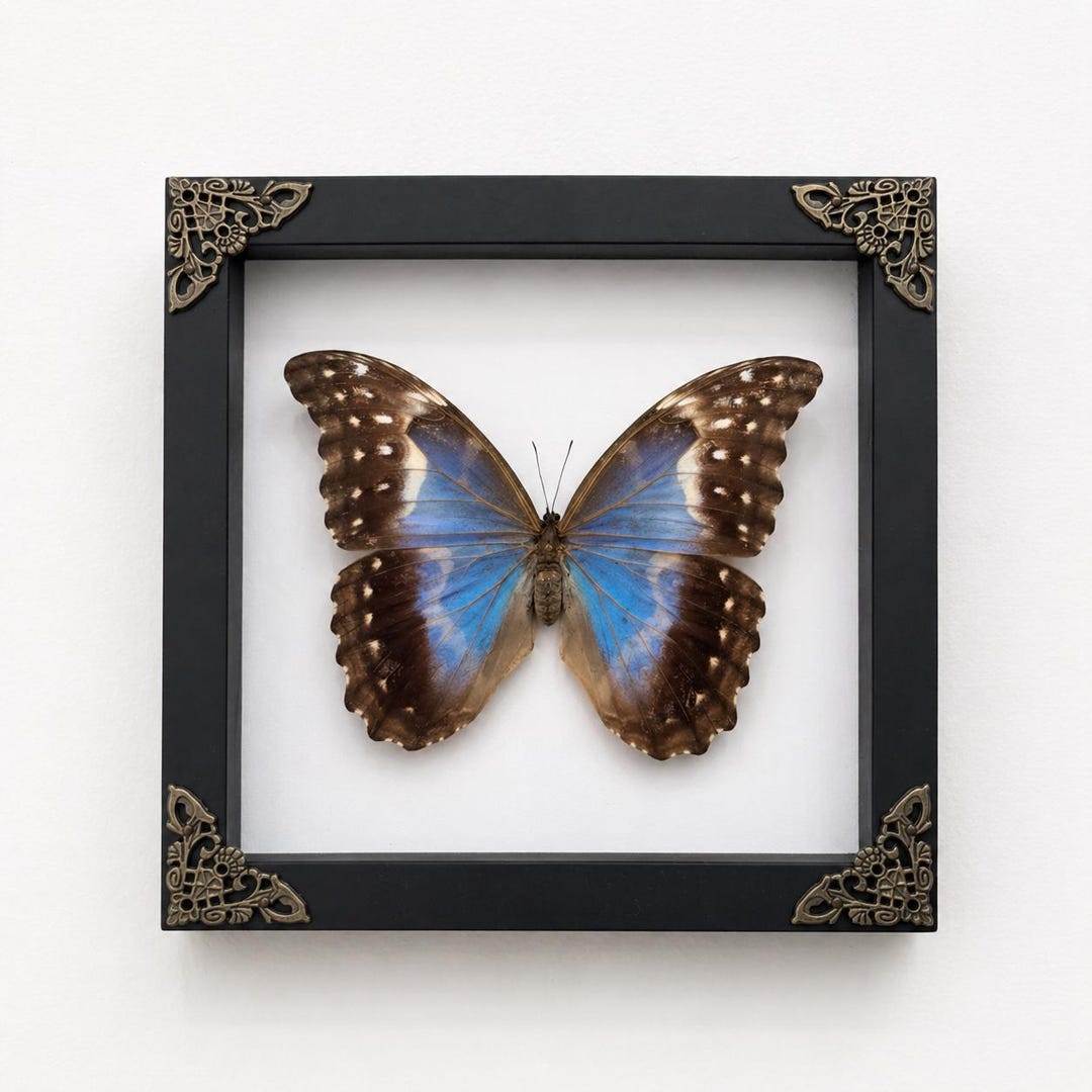 Real Framed FEMALE Morpho Butterfly Shadow Box Insect Frame Dried ...