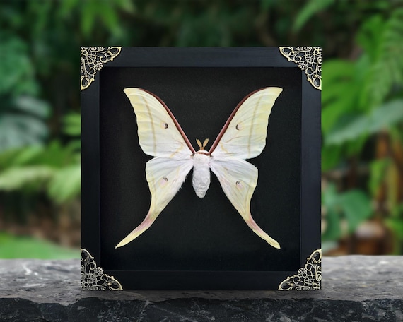 Real Framed Luna Moon Moth Shadow Box Butterfly Insect Frame Dried Taxidermy Taxadermy Wall Art Decoration Artwork Oddities Home Decor