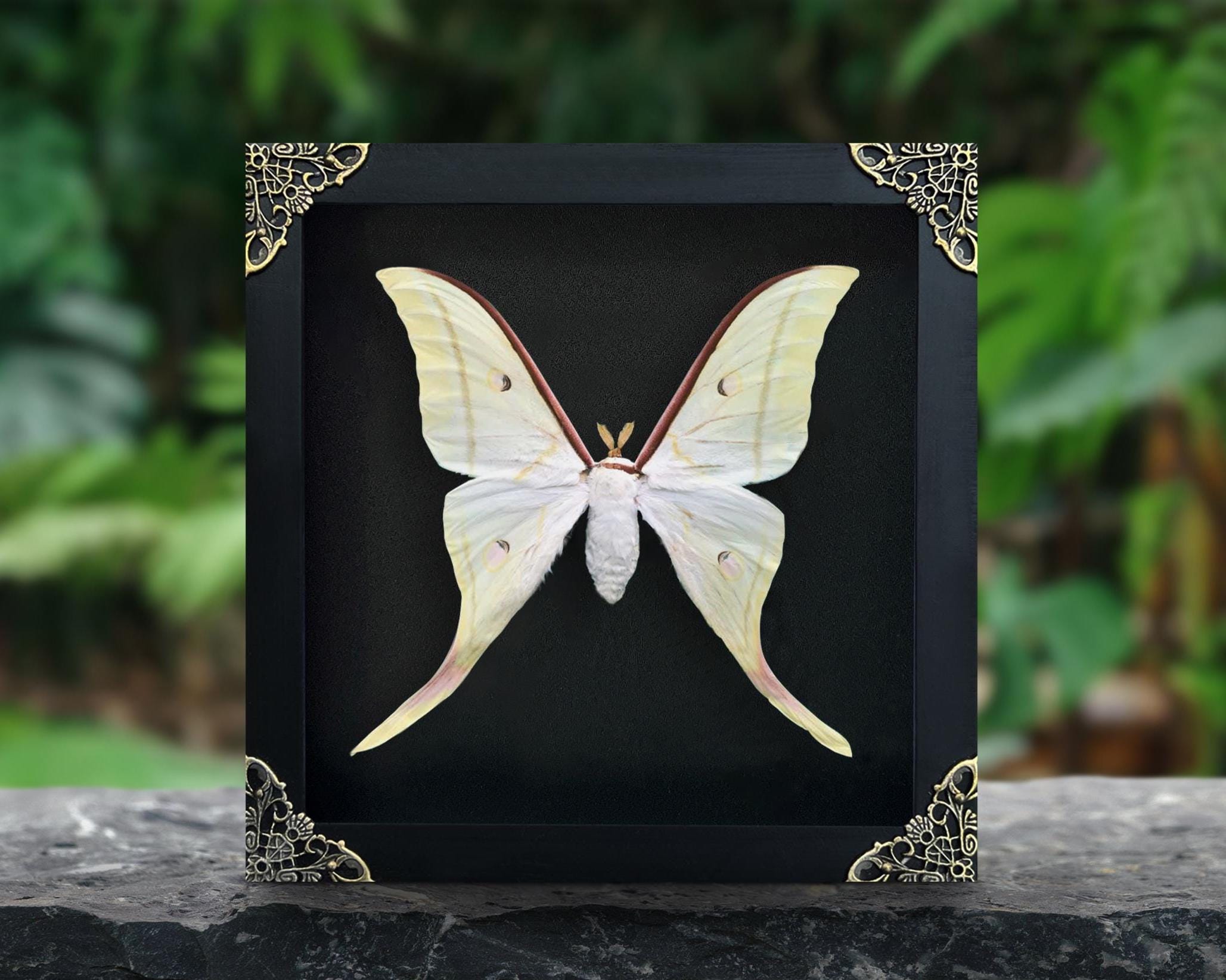 Real Framed Luna Moon Moth Shadow Box Butterfly Insect Frame Dried ...