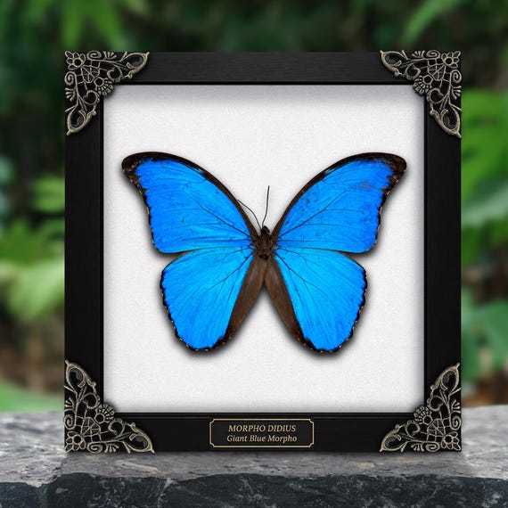Real Framed Morpho Butterfly Shadow Box Insect Frame Dried Taxidermy Taxadermy Wall Art Oddities Decoration