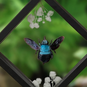 May include: A framed display of a bee, with a striking blue thorax and black body, set against a blurred green backdrop. The bee is framed in a black diamond shape, with small white flowers above and below. The wings show iridescent patterns.