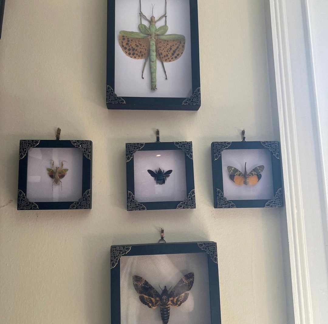 Framed Mantis Collection Beetle Bee Dried Insect Dead Bug Taxidermy ...