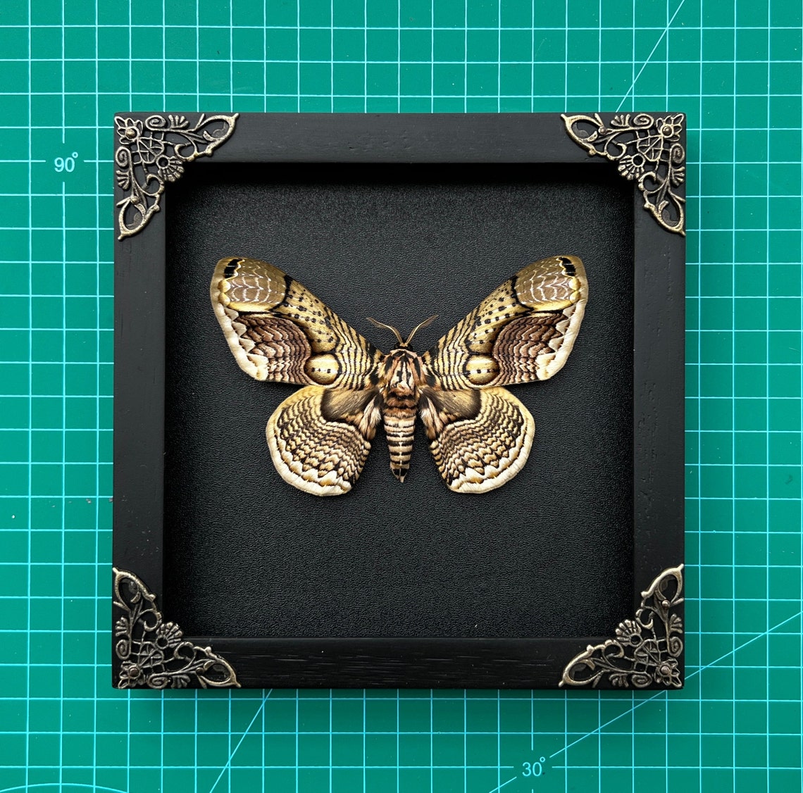 Brahmaea Tancrei Owl Moth Taxidermy - Framed Entomology Display With UV Glass
