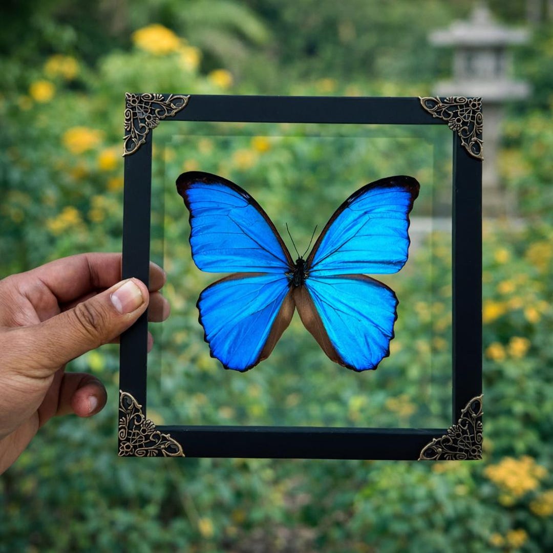 Real Frame Blue Morpho Butterfly Frame Butterfly Specimen Insect Frame ...