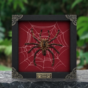 May include: A preserved brown tarantula mounted inside a square black frame with ornate metal corner accents. The spider is positioned over a red background featuring a white spiderweb pattern. A small metal plaque reads Giant Tarantula Spider Vietnam.