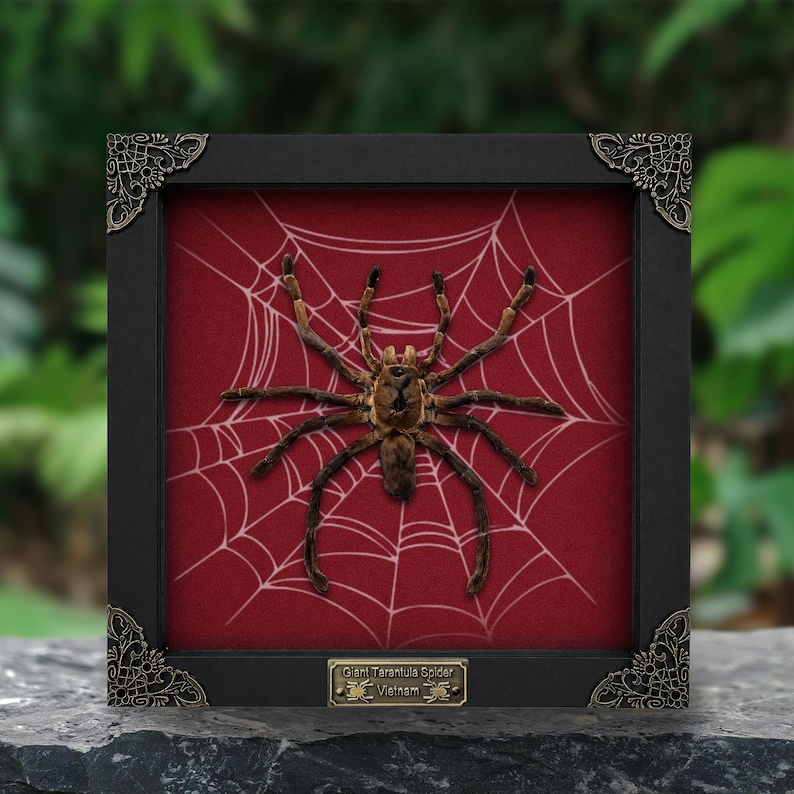 May include: A preserved brown tarantula mounted inside a square black frame with ornate metal corner accents. The spider is positioned over a red background featuring a white spiderweb pattern. A small metal plaque reads Giant Tarantula Spider Vietnam.