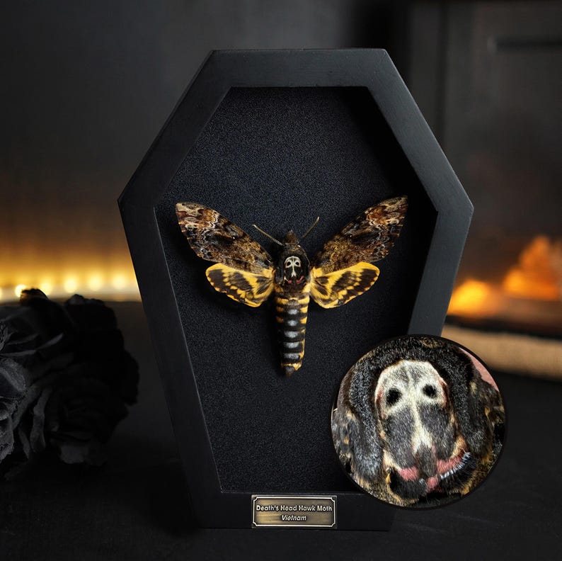Peut inclure: Une bo&icirc;te de pr&eacute;sentation noire encadr&eacute;e avec un sphinx t&ecirc;te-de-mort pr&eacute;serv&eacute;, un papillon noir et jaune avec un motif de cr&acirc;ne sur son thorax, et un gros plan du visage du papillon. L'&eacute;tiquette indique "Death's Head Hawk Moth, Vietnam."