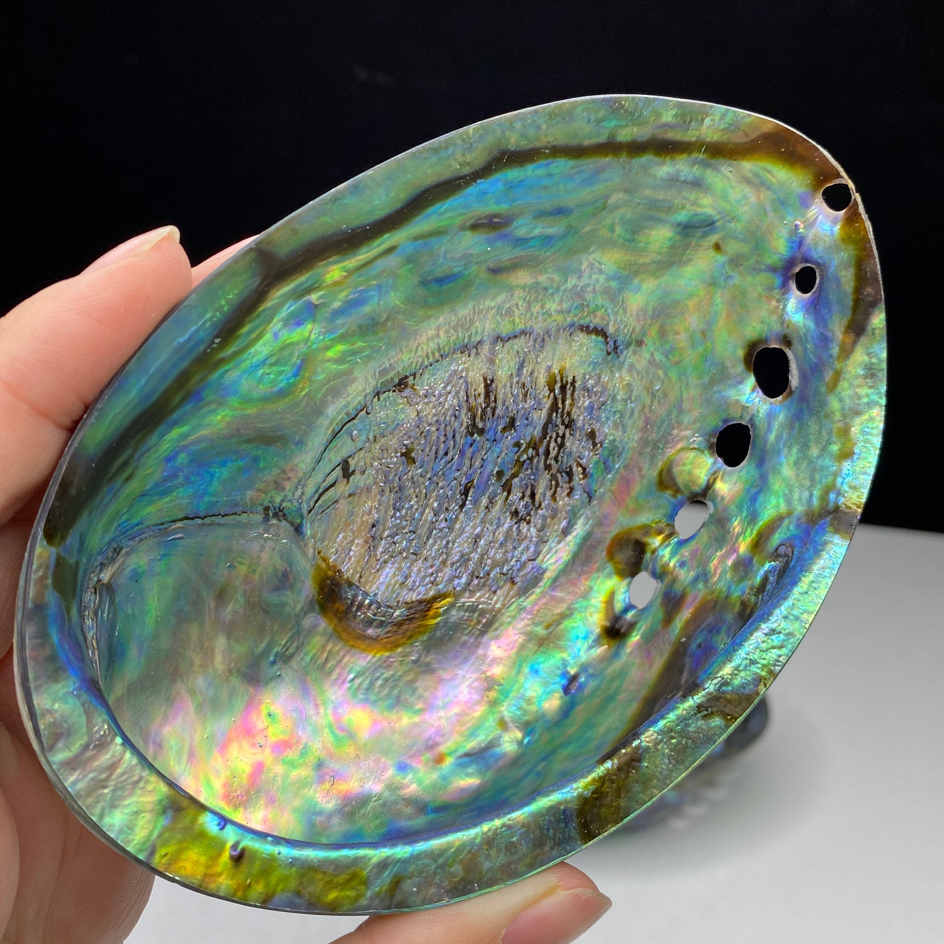 Beautiful big ablone shell New Zealand abalone shell polished Etsy