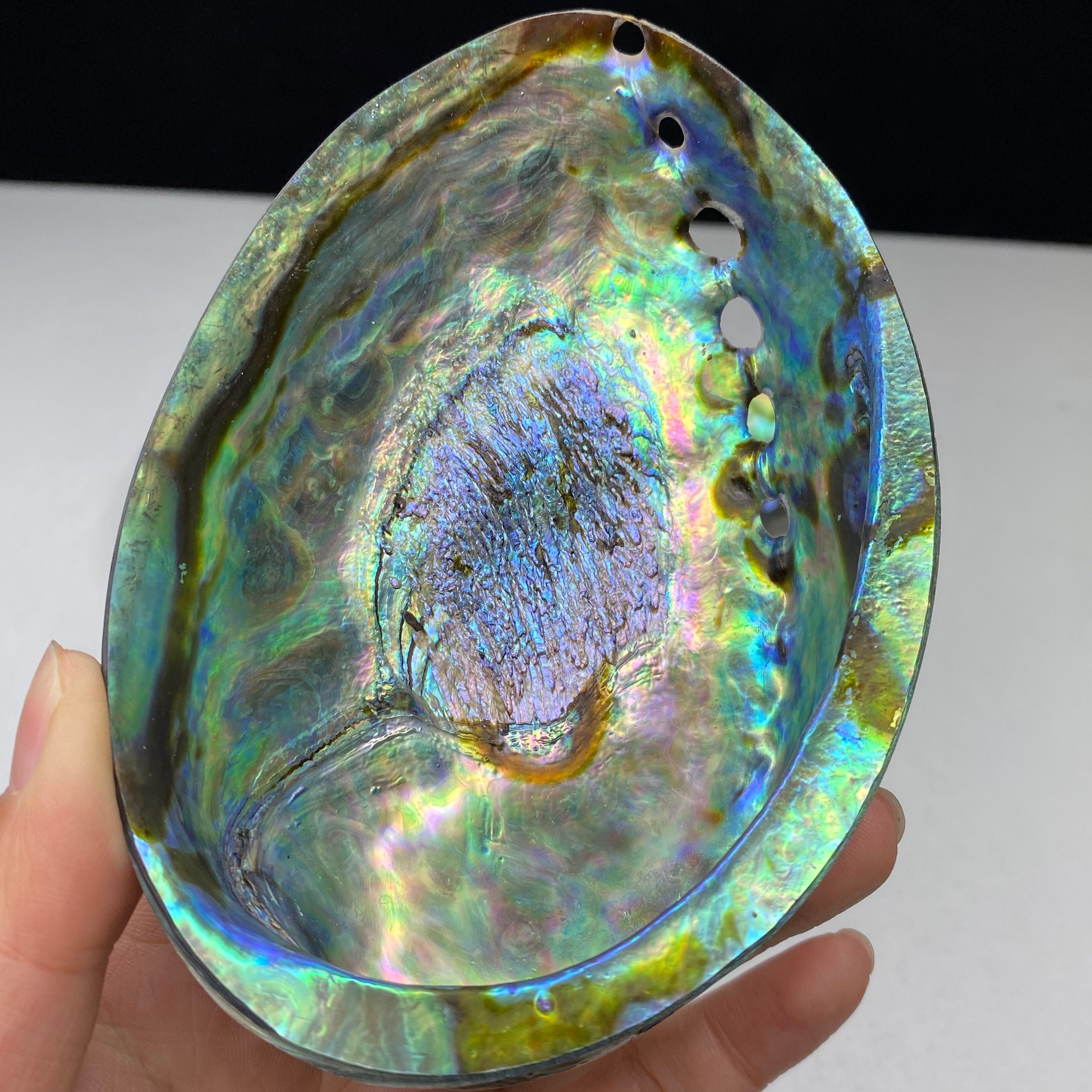 Beautiful big ablone shell New Zealand abalone shell polished Etsy