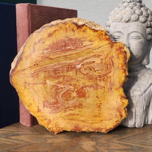 Petrified Wood Slabs