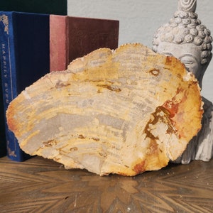Petrified Wood Slabs