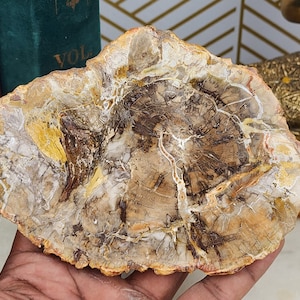 Small Petrified Wood Slabs