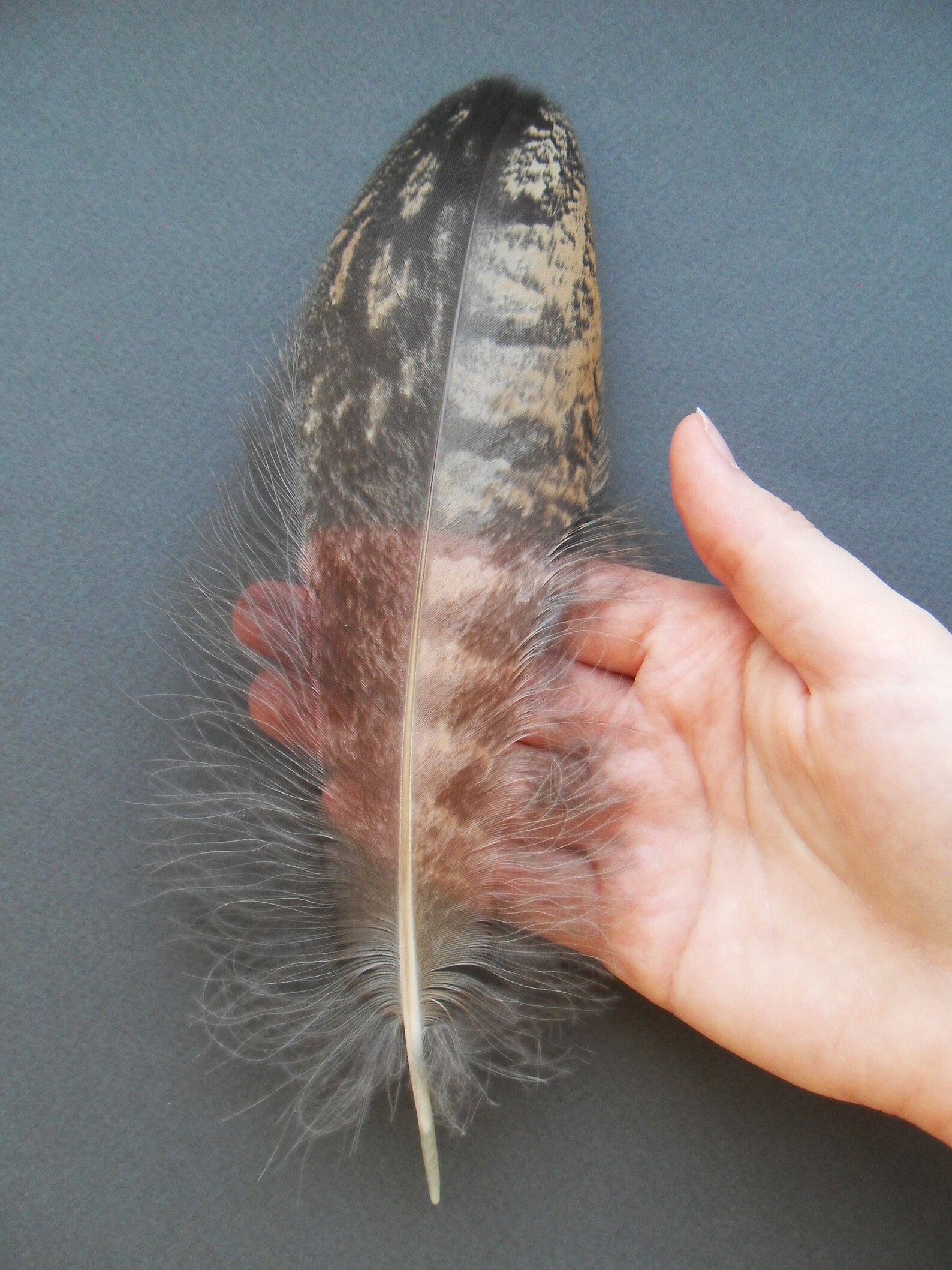 Owl molted feather set Eurasian eagleowl Bubo bubo Etsy