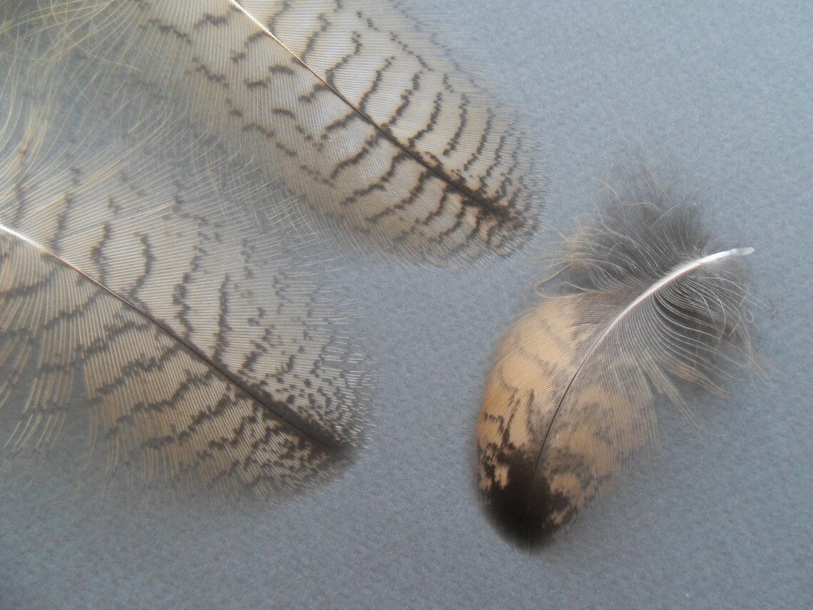Owl molted feather set Eurasian eagleowl Bubo bubo Etsy