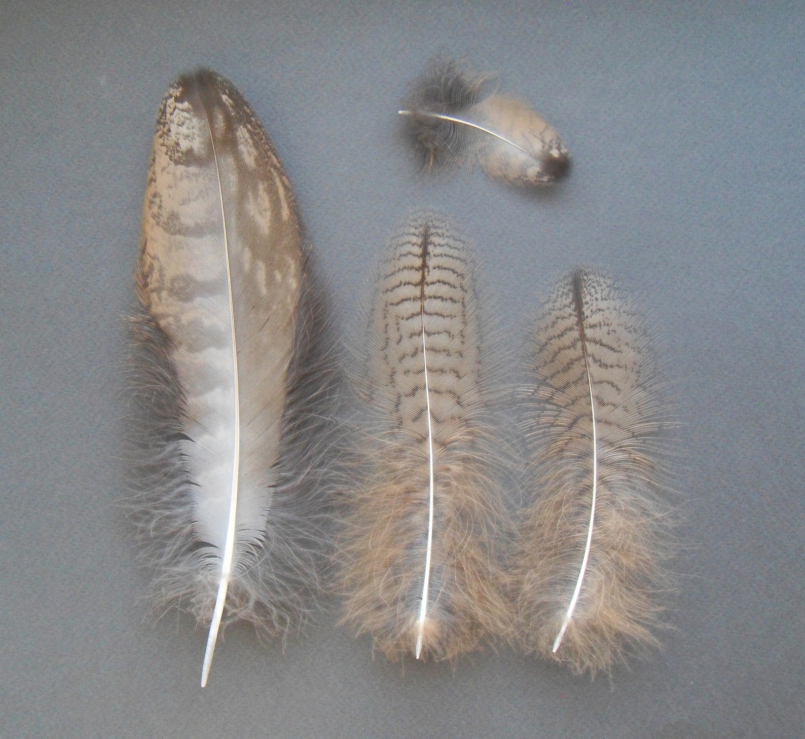 Owl molted feather set Eurasian eagleowl Bubo bubo Etsy
