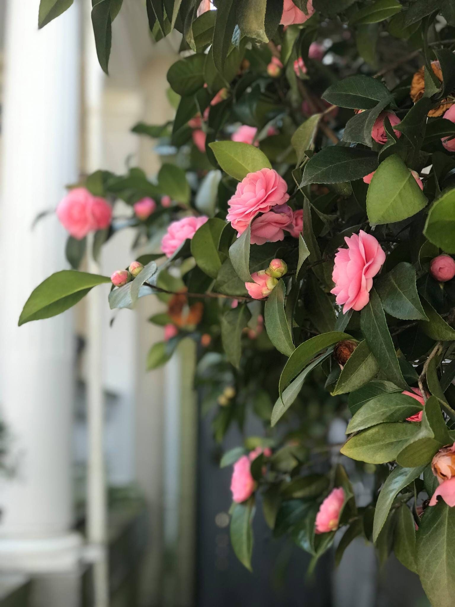 PHOTO of Pink Camellia Tree Etsy