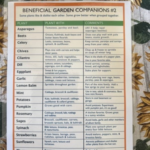 Companion Planting Guides 1 and 2 Printable. Plan Your Garden Ahead Of Time. image 10