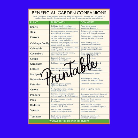 Companion Planting Guide: Garden Printable (PDF & PNG)