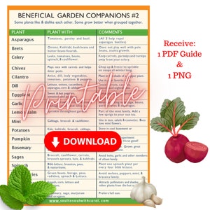 May include: A printable chart with a list of plants and their beneficial garden companions. The chart is titled "Beneficial Garden Companions #2". The chart is divided into three columns: Plant, Plant With, and Comments. The chart includes a list of common garden plants, such as asparagus, beets, celery, chives, cilantro, dill, eggplant, garlic, lemon balm, mint, potatoes, pumpkin, rosemary, sage, spinach, and more. The chart also includes a list of plants that are beneficial companions for each plant. For example, asparagus is a beneficial companion for tomatoes, parsley, and basil. The chart also includes a list of comments about each plant, such as how to grow them, what pests they repel, and what other plants they should not be planted near. The chart is a great resource for gardeners who want to learn more about companion planting.