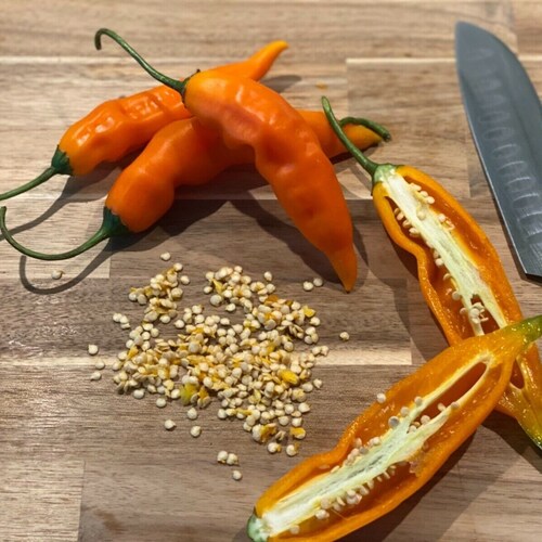 Seeds. Seeds Goji Berry 'Synthia' NEW CULTIVAR Sweeter and Self-fertile Seeds. Seeds Goji Berry 'Synthia' NEW CULTIVAR Sweeter and Self-fertile