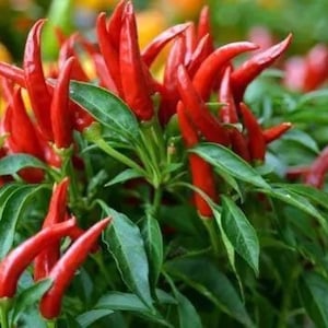 Może przedstawiać: Zbliżenie na roślinę papryki chili z wieloma dojrzałymi czerwonymi papryczkami chili rosnącymi na niej. Roślina jest w doniczce i ma zielone liście.