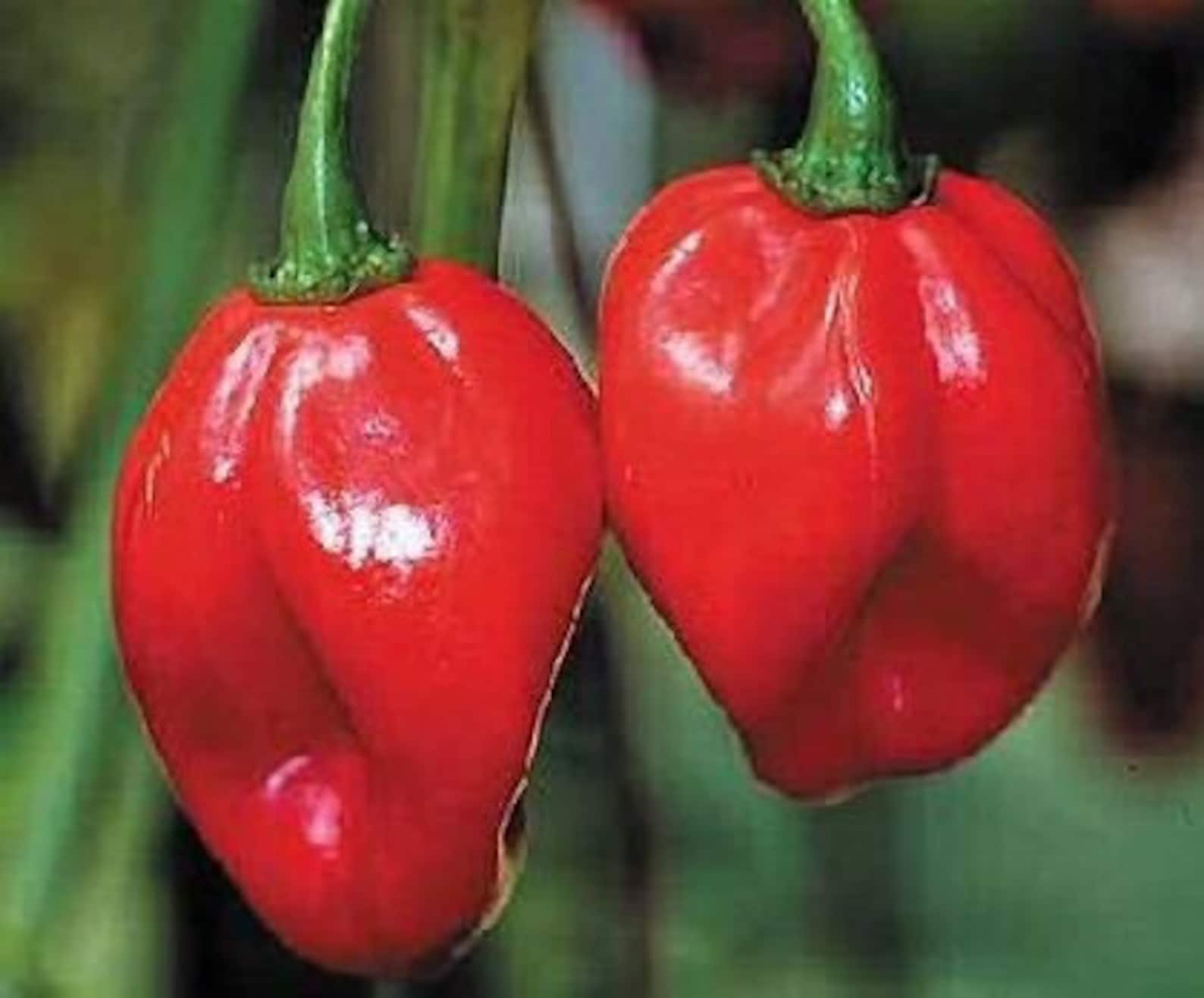 Habanero Red 10 Quality Seeds Super Hot Chili Pepper Etsy UK