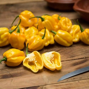 Aji Umba Yellow (Adjuma / Ojemma) Suriname 10 Quality Seeds - Hot Chili Pepper