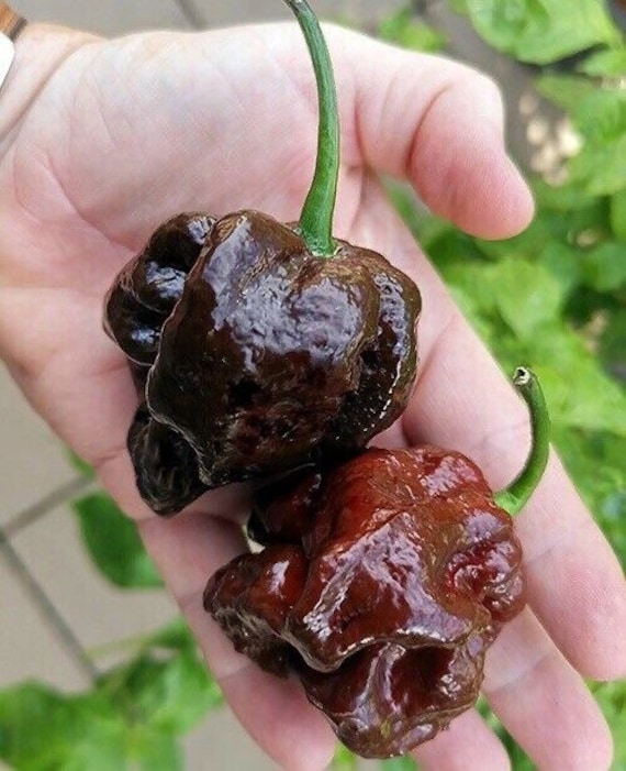 Hot Pepper Chocolate Habanero 10 Seeds Vegetable