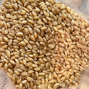 May include: A close-up view of a bag filled with raw wheat kernels. The kernels are a light brown color and have a slightly rough texture.